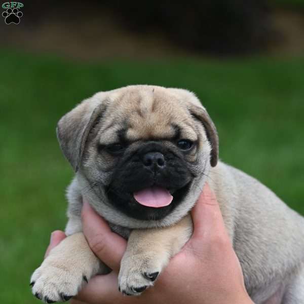 Tibby, Puggle Puppy